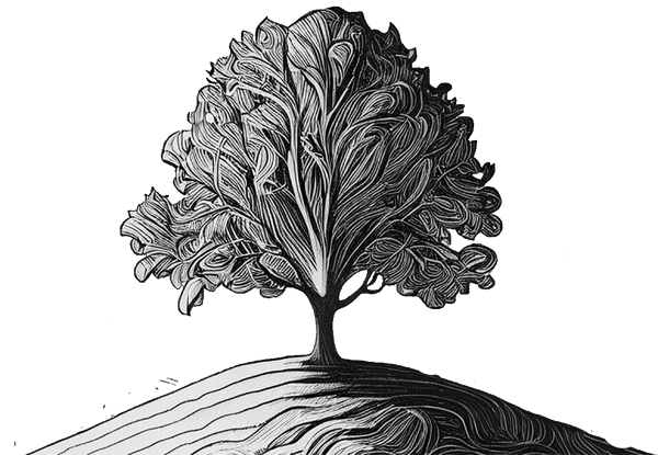 image of a tree